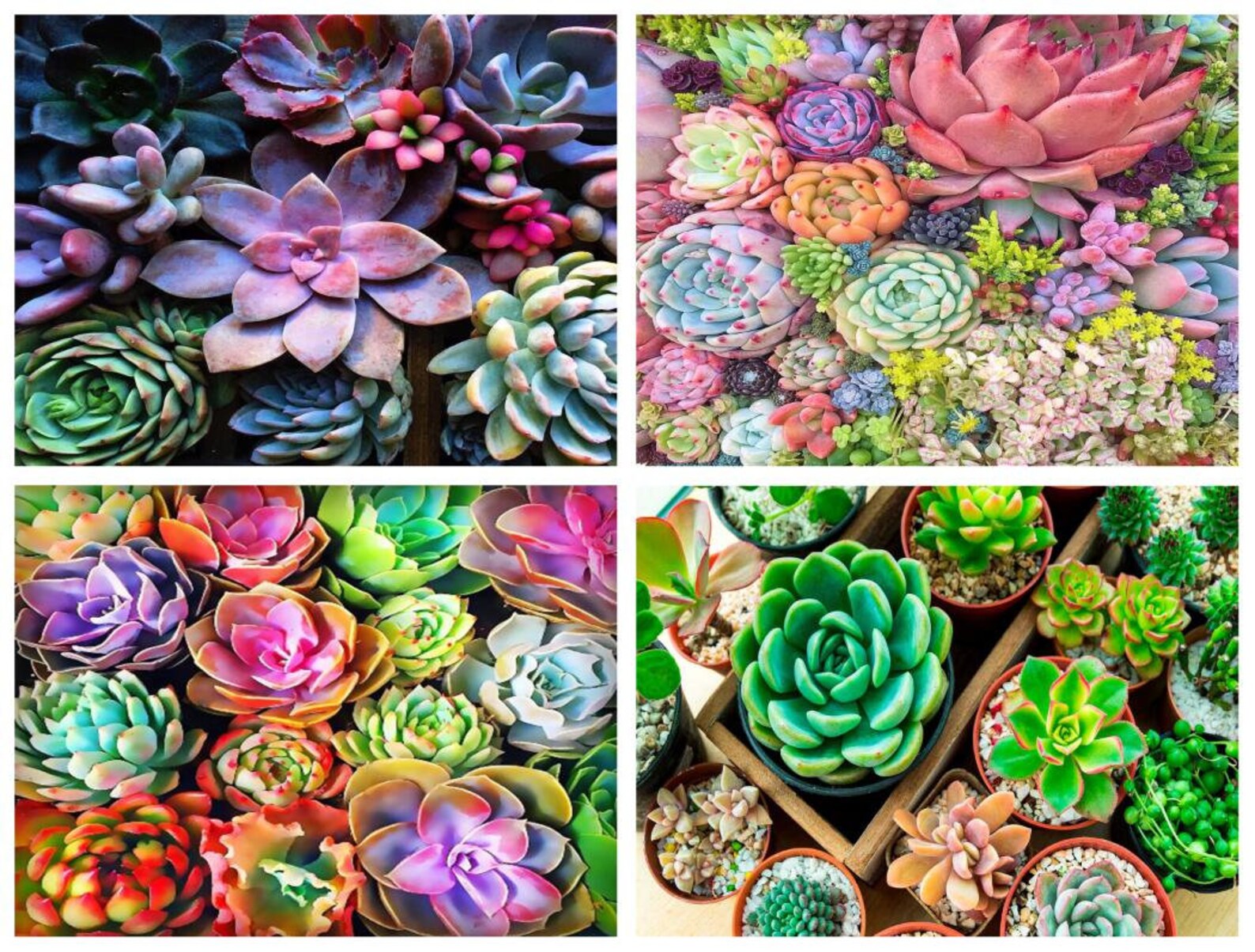 Succulent flowers 5D Diamond Painting Paint By Diamond DIY Etsy