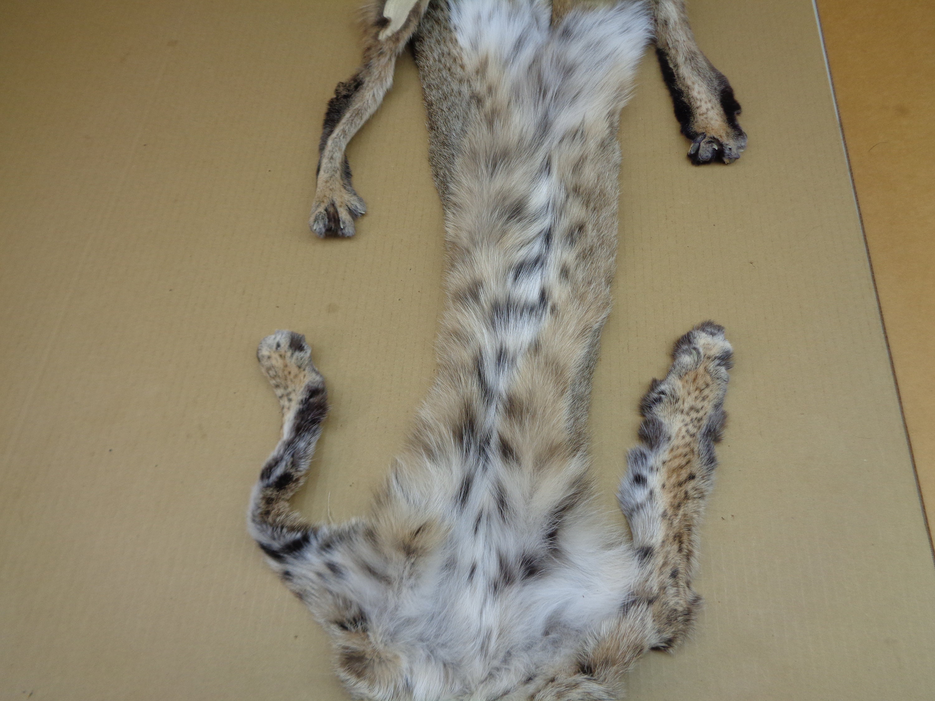 Professionally Tanned 1 Grade Bobcat Hide With All 4 Etsy