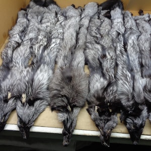 2XL Silver Fox hide #1 Short Tail Grade/Professionally tanned/pelt/nicely furred