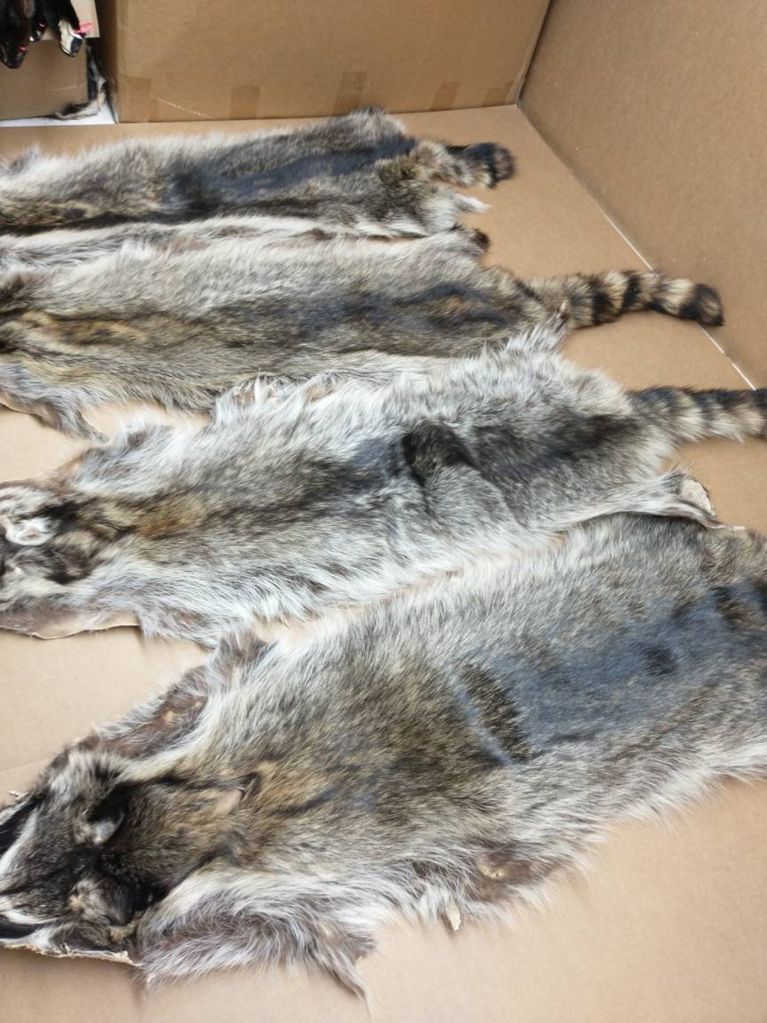 Professionally Soft Tanned 3XL Slt Damage Iowa Raccoon/coon Hide/rug