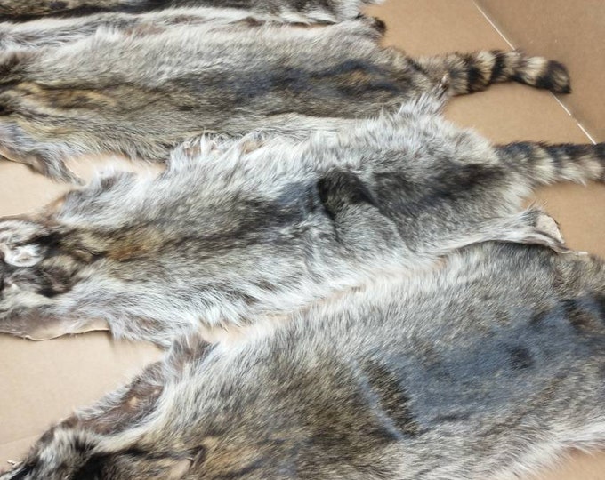 Professionally Soft Tanned 3XL Slt Damage Iowa Raccoon/coon Hide/rug