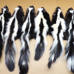 Striped Skunk #1 grade professionally soft tanned hide/Pelt/Nice white stripe/gag gift