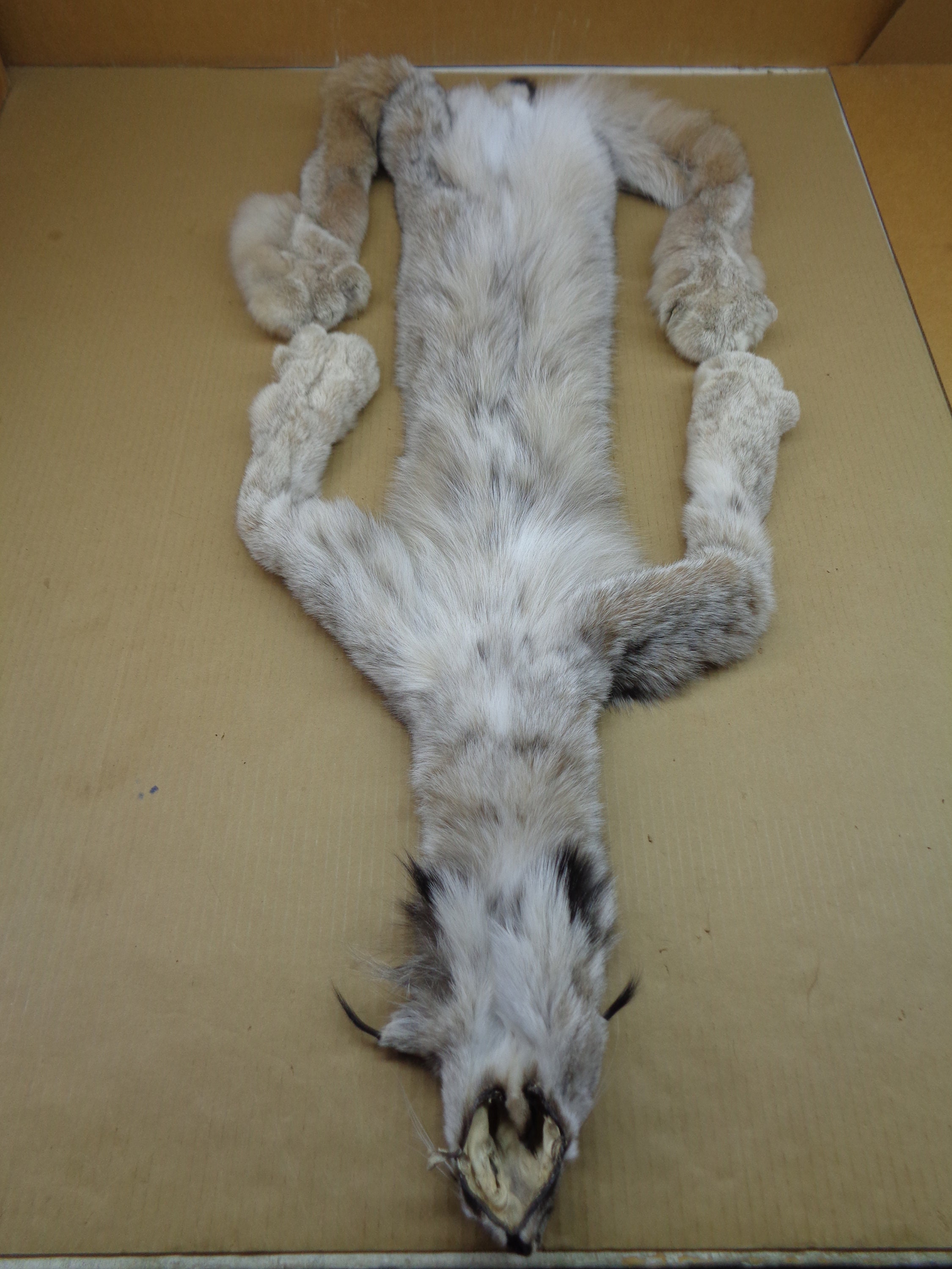 XXL Alaskan Lynx Hide With Feet and Claws Professionally Etsy