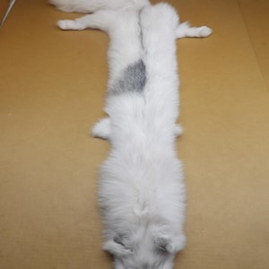 Professionally tanned #1 Grade 3XL Arctic Marble Fox hide/pelt/Heavy furred