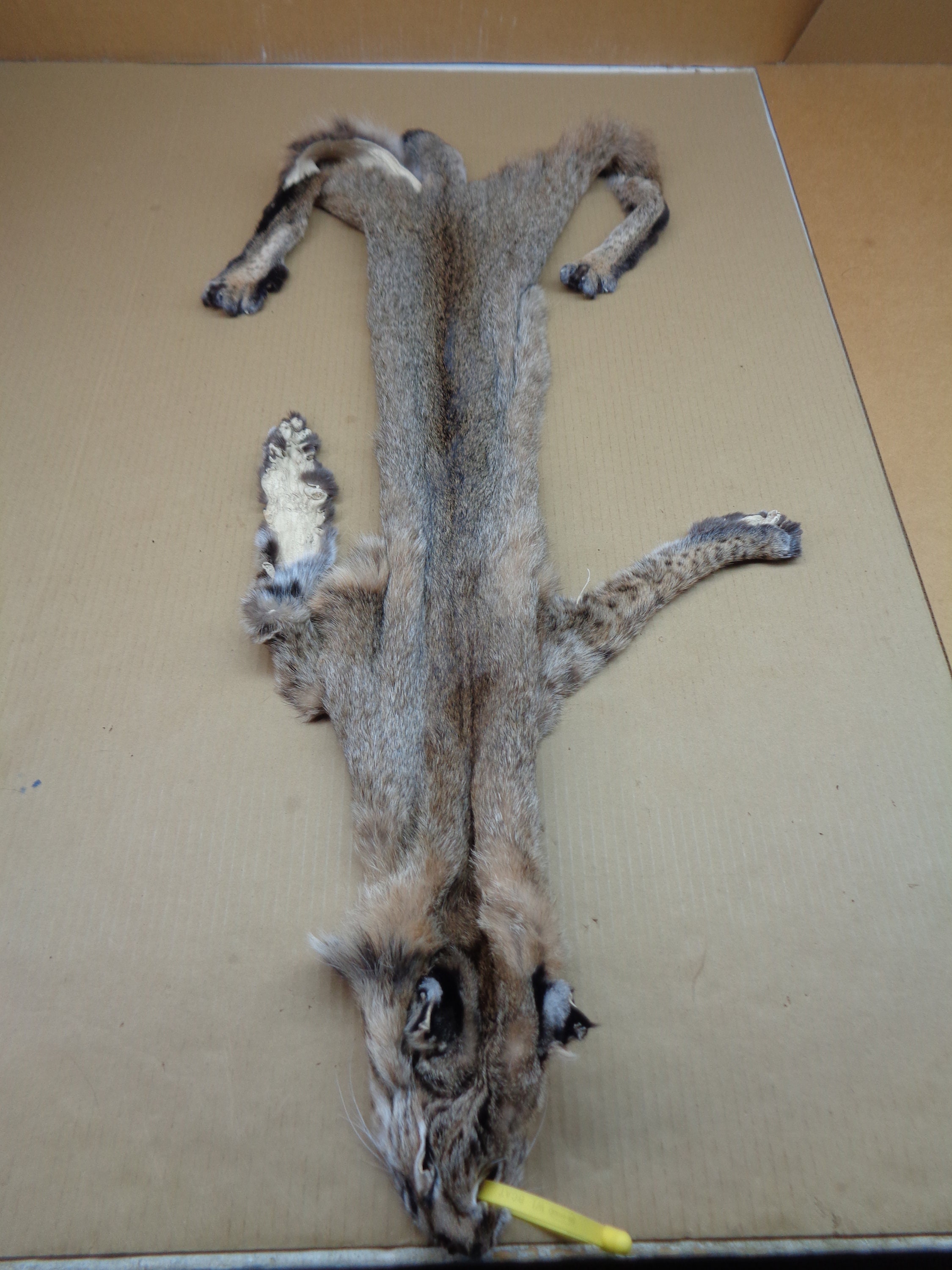 Professionally Tanned 1 Grade Bobcat Hide With All 4 Etsy