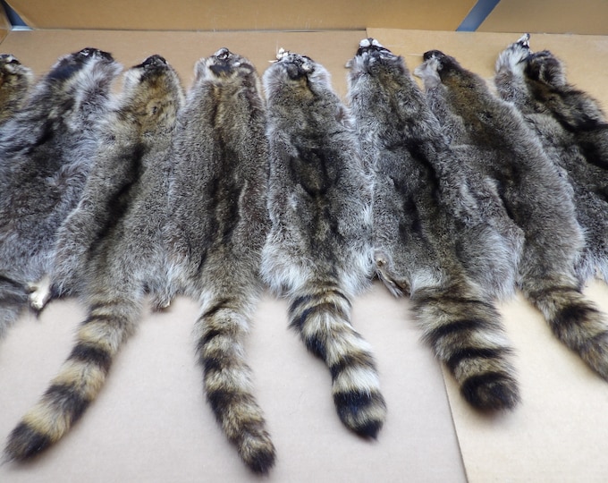 Professionally Soft Tanned Iowa Raccoon Slight Damage Grade/coon Hide