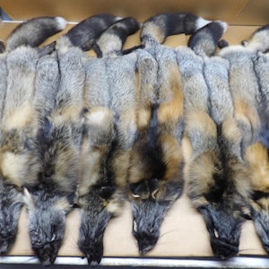 Alaskan Cross Fox XL #1 top grade Professionally tanned/red grey fox/pelt/nicely furred