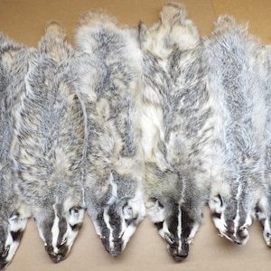 Professionally soft tanned Semi-Heavy/flat Badger hide/pelt/furs