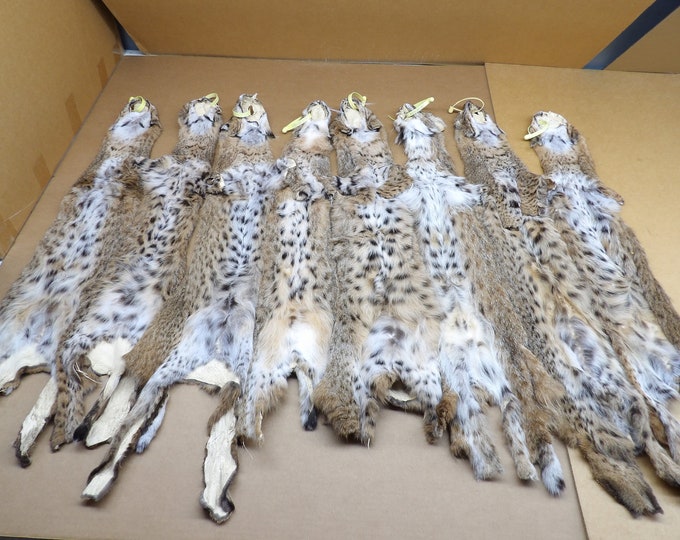 Professionally Tanned Bobcat Hide/lynx Cat/pelt/flat Fur Etsy
