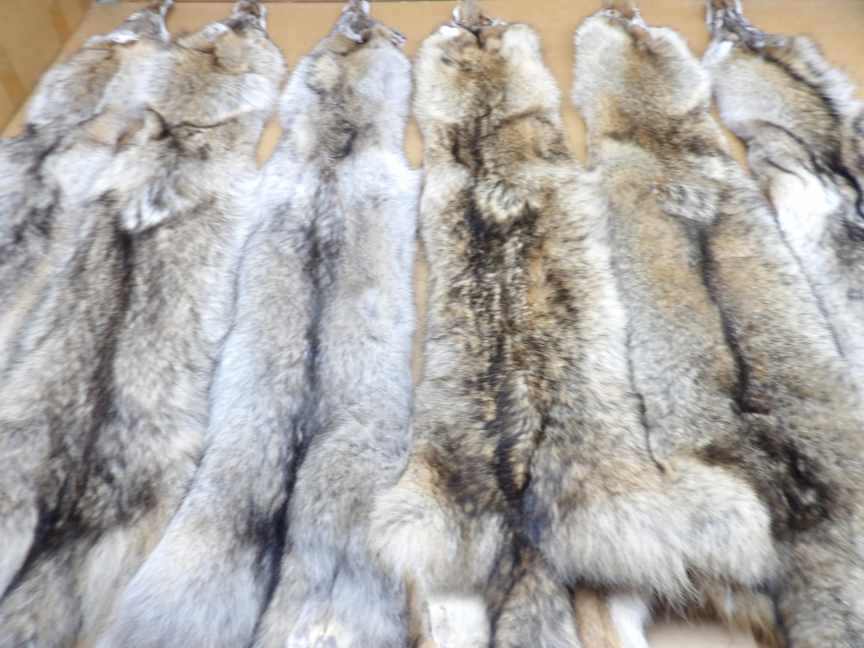 XL Coyote Hide Professionally Soft Tanned/short Tail Grade/fur