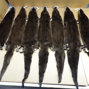 XXL Otter hide with all 4 feet/Professionally tanned #1 grade /Pelt/Fur/otter hair ties