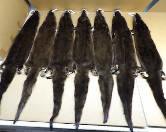 XXL Otter hide with all 4 feet/Professionally tanned #1 grade /Pelt/Fur/otter hair ties