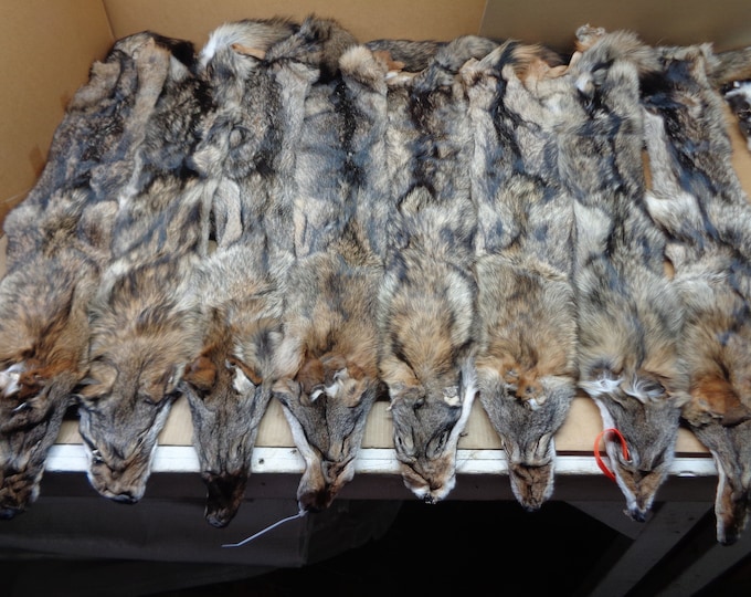 XXL Dark Black Coyote Hide With Full Tail/ Professionally 1 Etsy