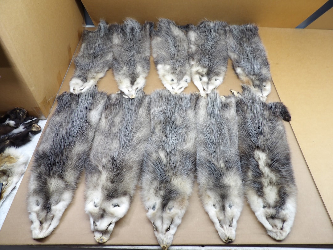 Opossum XL 1 Grade Professionally Soft Tanned Hide/pelt/real USA Fur Etsy