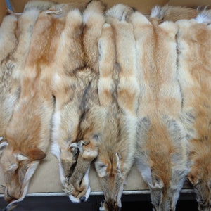 Professionally soft tanned XXL #1 grade Coyote hide/Fur/Viking cape