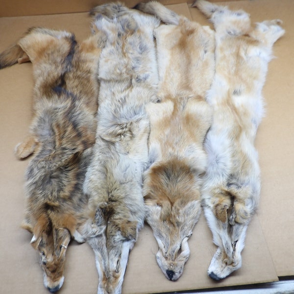 Red Coyote Professionally soft tanned Medium damage grade/Fur/Viking cloak