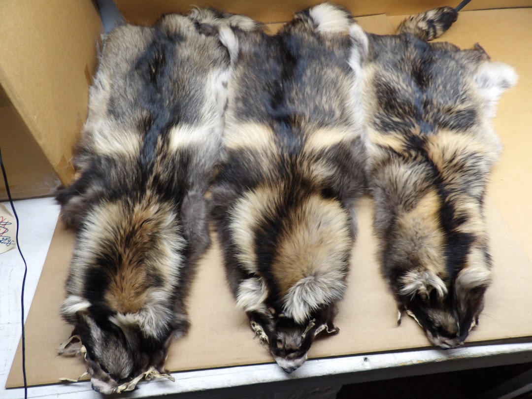 Professionally 1 Top Grade Soft Tanned XXL Finn Coon/tanuki Hide in Rug