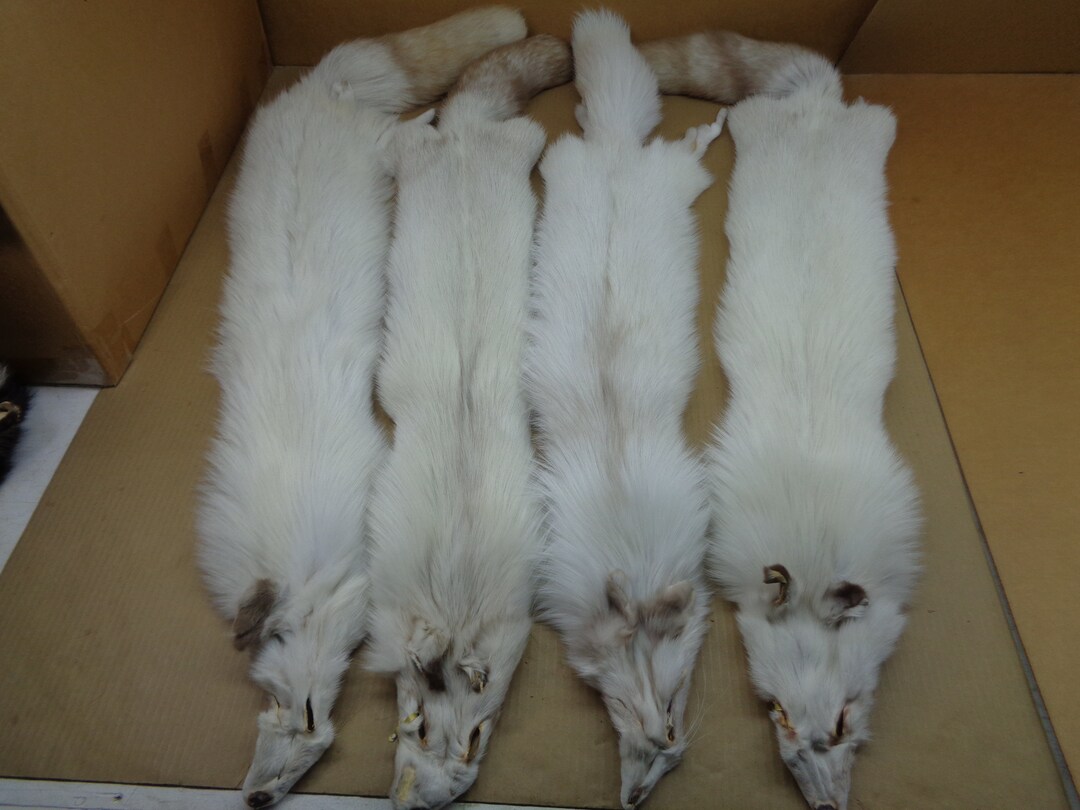 Freshly Tanned Alaskan Cross Fox Hide – #1 Grade, USA Origin, For Taxidermy Or Crafts