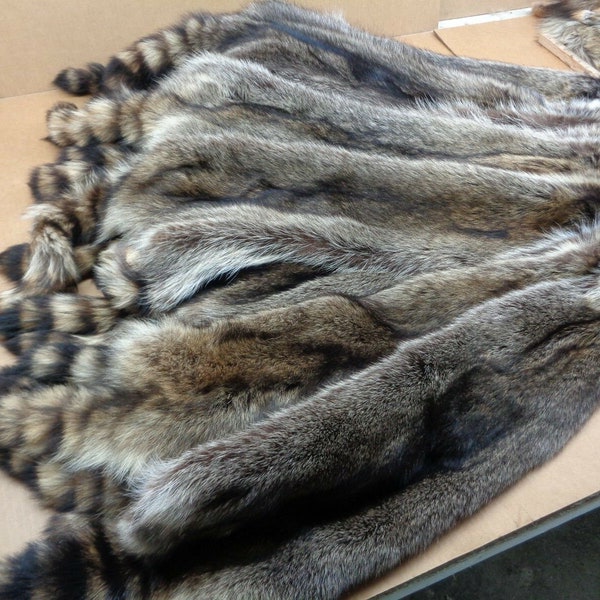 Professionally Soft tanned 3XL #1 Grade Iowa Raccoon/Coon hide/pelt