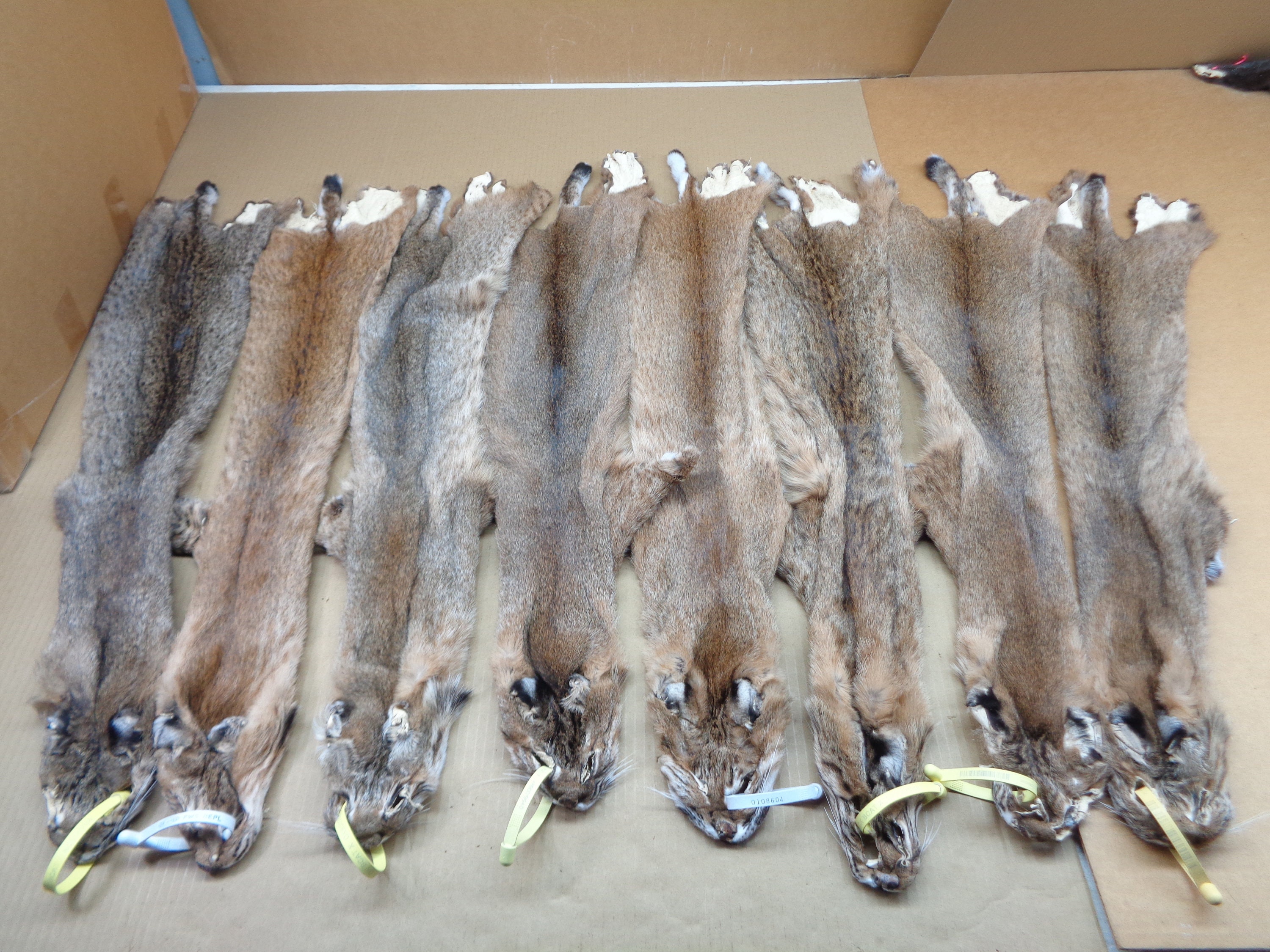 Professionally Tanned Bobcat Hide/lynx Cat/pelt/nice Spots Etsy