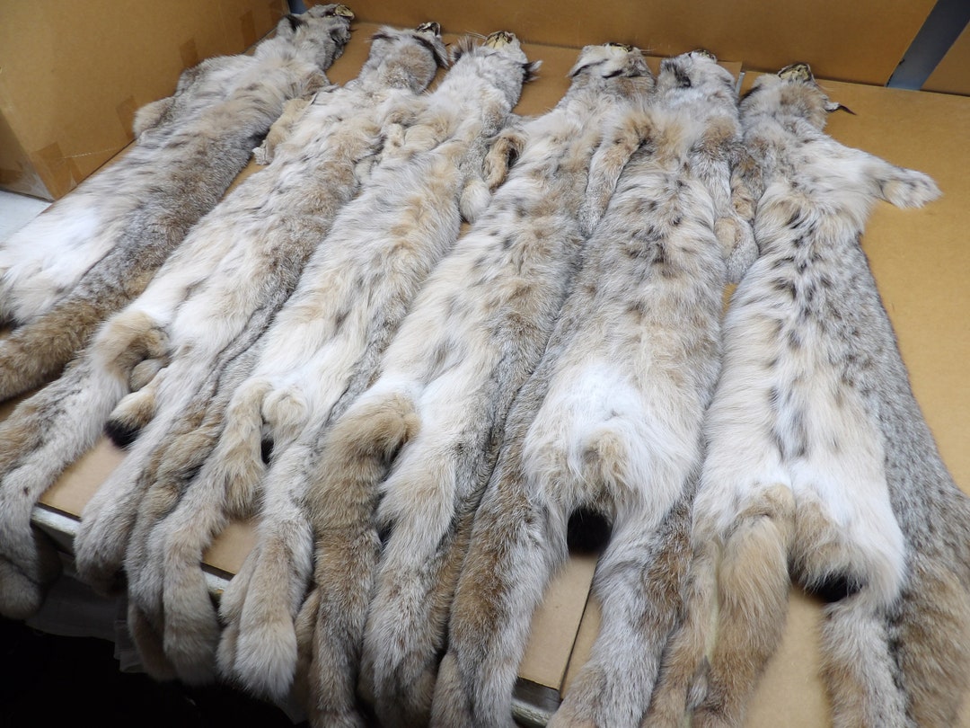 XL 1 Grade Alaskan Lynx Hide/pelt/professionally Tanned Etsy UK