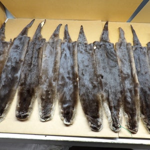 Professionally tanned XL damage otter hide/Pelt/Fur/Hair ties