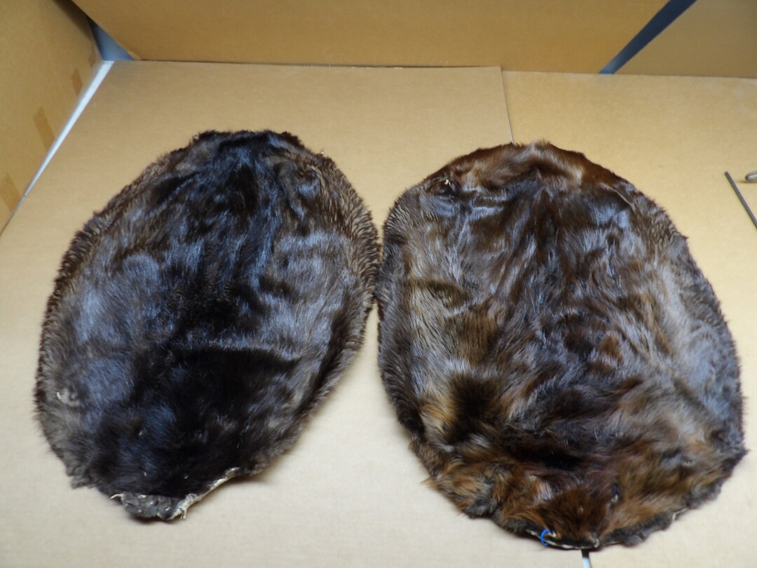 Professionally Soft Tanned XL Beaver Hide in Rug Form/wall Hanging/real