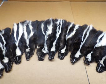 No Tail Professionally soft tanned Skunk hide