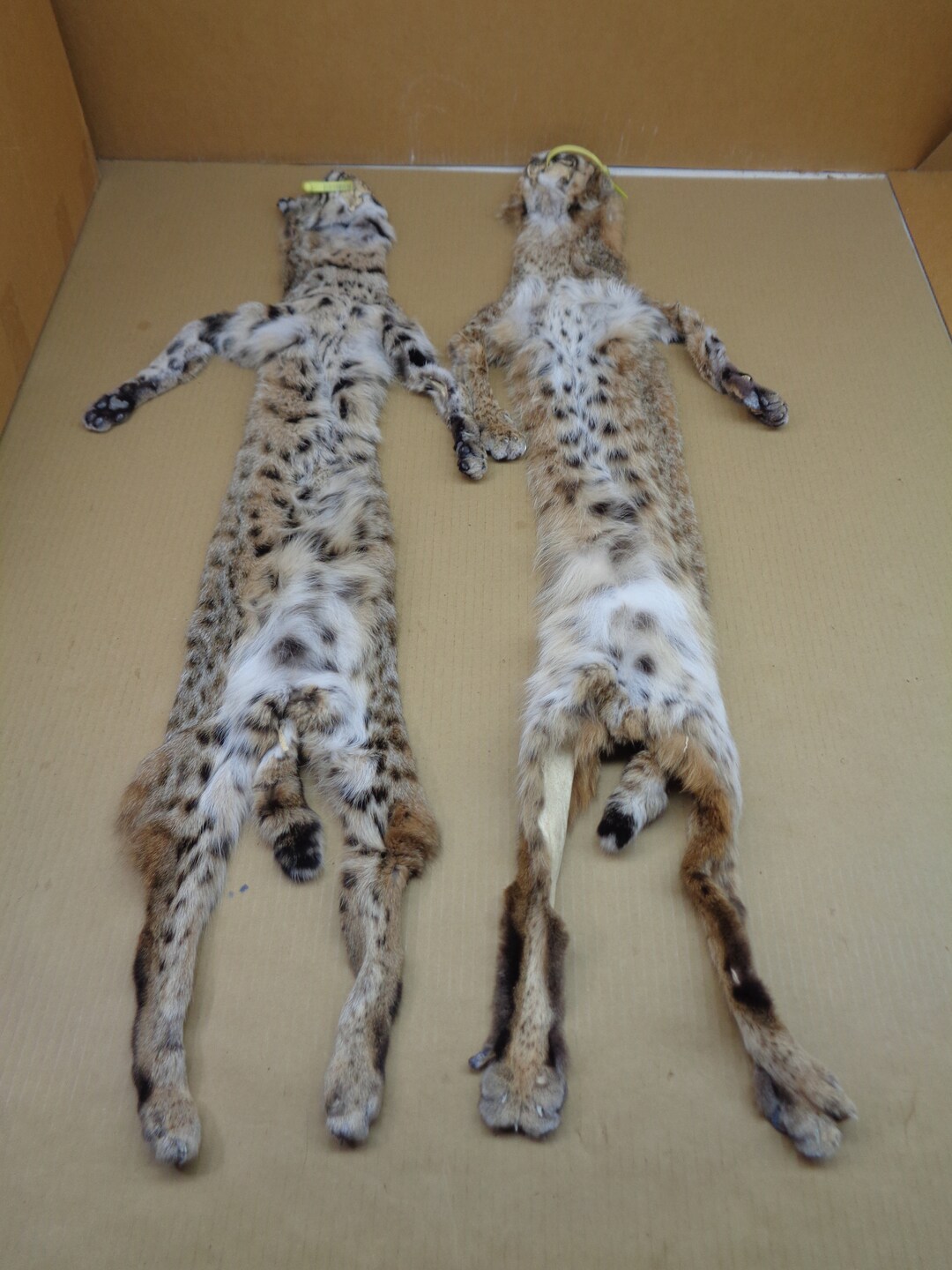 Professionally Tanned 1 Grade Bobcat Hide With All 4 Etsy