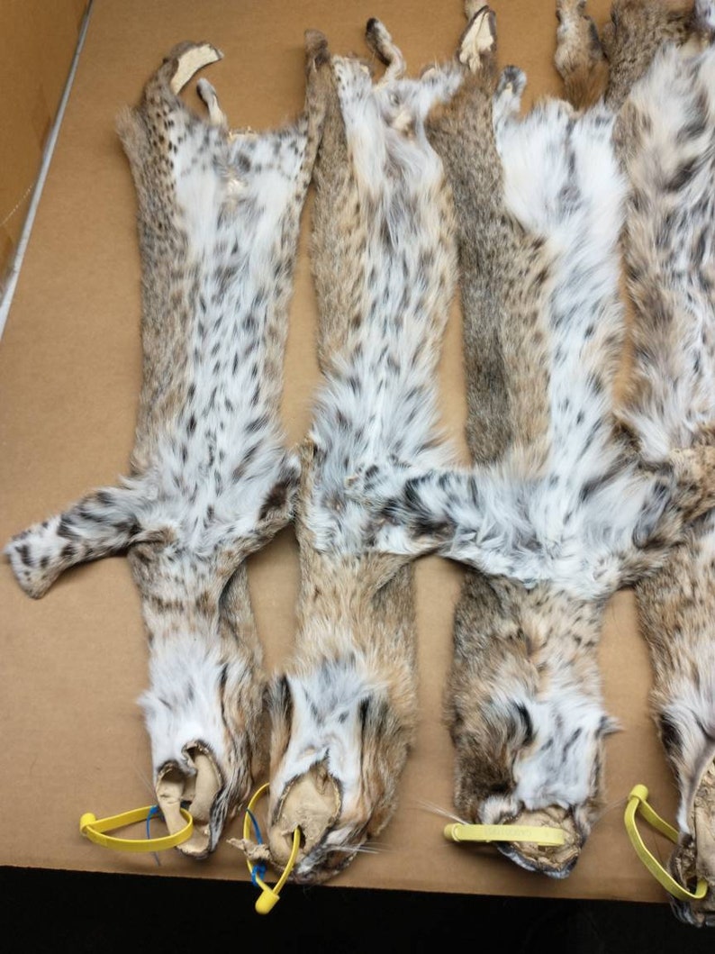 Professionally tanned 1 Grade bobcat hide/lynx cat/pelt/nice Etsy