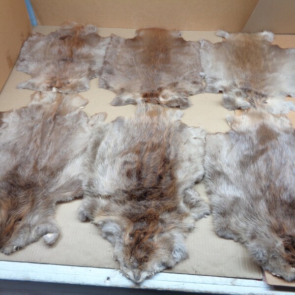 Beaver Pelt Etsy