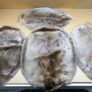 Professionally soft tanned XL beaver hide in Rug form/Wall Hanging/Real USA Fur