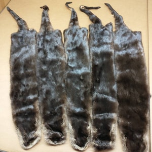Large dark river otter hide Professionally tanned #1 grade /Pelt/Fur/Hair ties