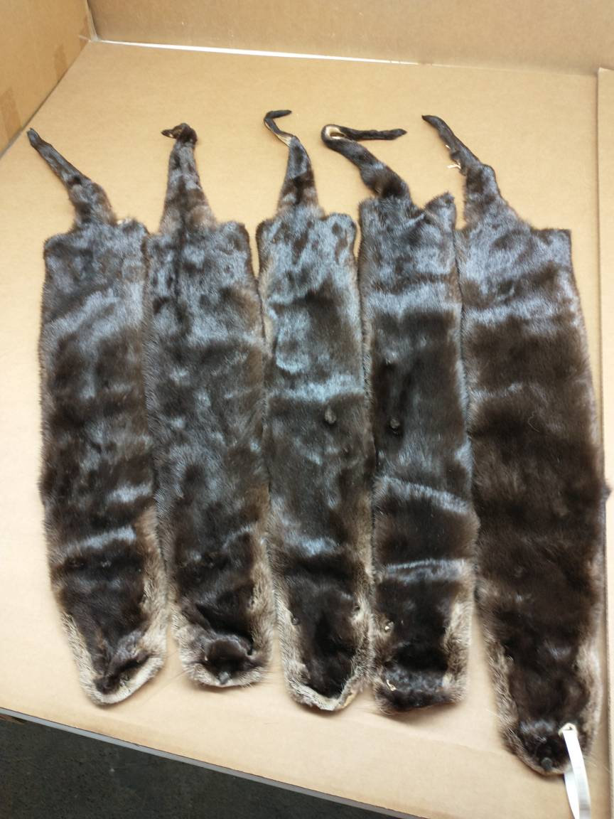 XL North American River Otter Fur Pelt – Tanned Dark & Soft – Lontra Canadensis Hide