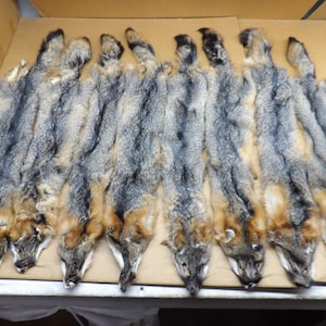 Grey fox hide #1 grade Professionally tanned/Pelt/Natural fur