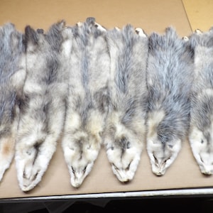 Opossum 2XL #1 grade professionally soft tanned hide/Pelt/real USA fur