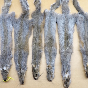 May include: Several gray squirrel pelts are laid out on a light brown surface. The pelts are arranged in a row, with their heads and tails visible. The fur is a mix of gray and brown, with a soft, textured appearance. The tails are long and bushy.