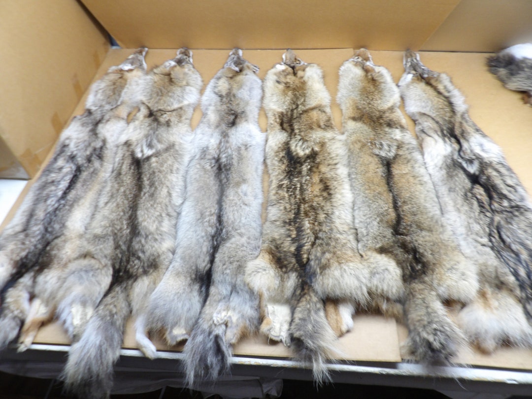 Large XL Coyote Pelt Hide – Tanned Skin, Small Animal Fur
