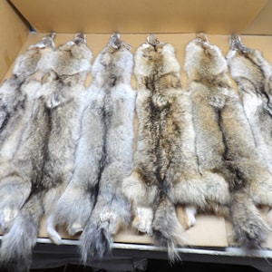 XL Coyote hide Professionally soft tanned/short tail grade/Fur/viking cape
