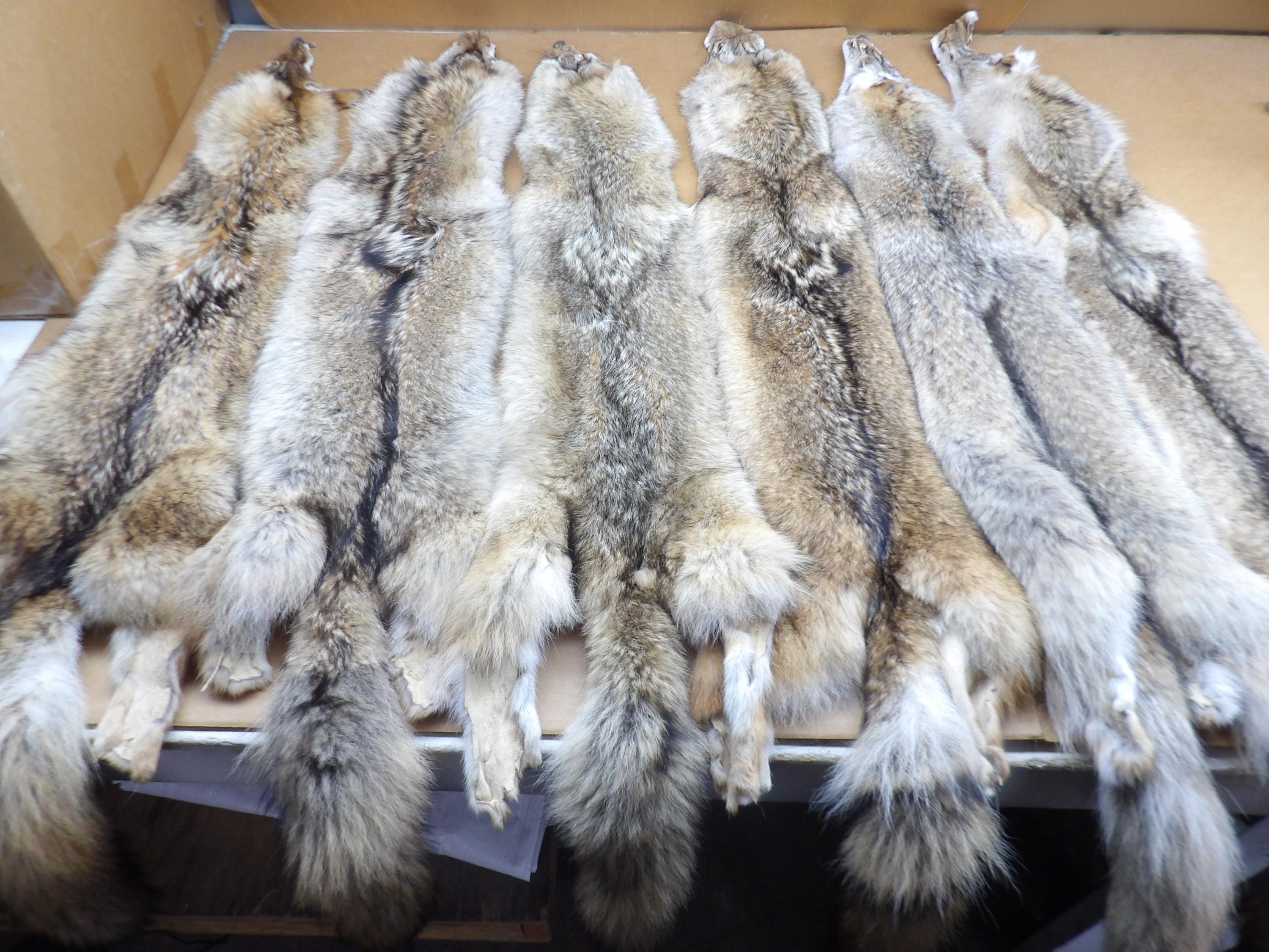 Professionally soft tanned XXL Coyote hides/Fur/viking cloak cape