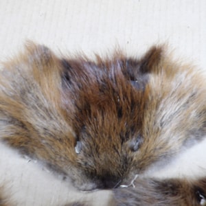 Tanned beaver face/real fur/craft fur