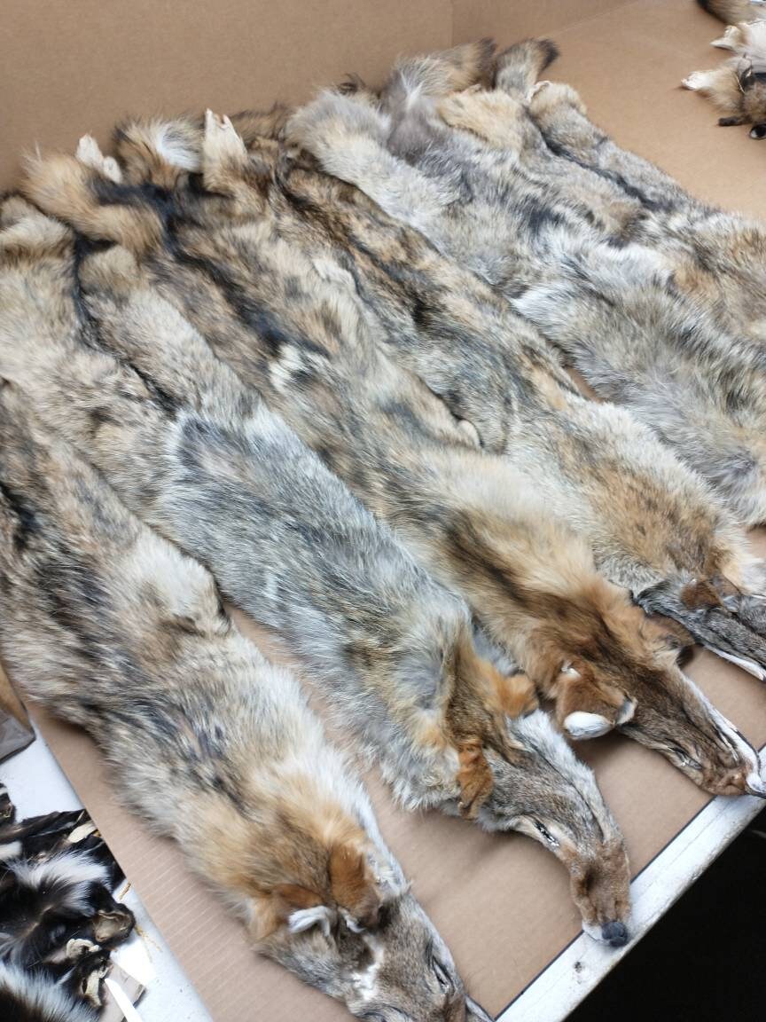 Professionally soft tanned SemiHeavy Coyote hide/damage Etsy