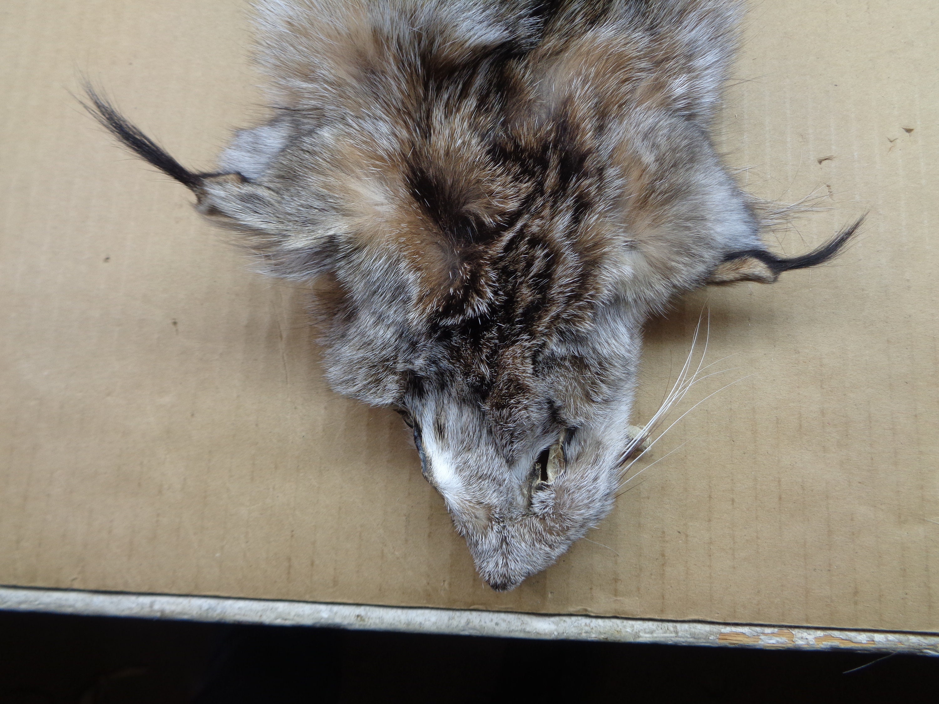 XXL Alaskan Lynx Hide With Feet and Claws Professionally Etsy