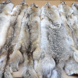May include: A collection of seven coyote pelts, displayed in a row on a brown surface. The pelts are all in various shades of gray and brown, with some having a more reddish hue.