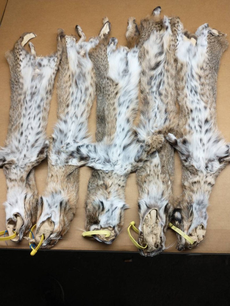 Professionally tanned 1 Grade bobcat hide/lynx cat/pelt/nice Etsy