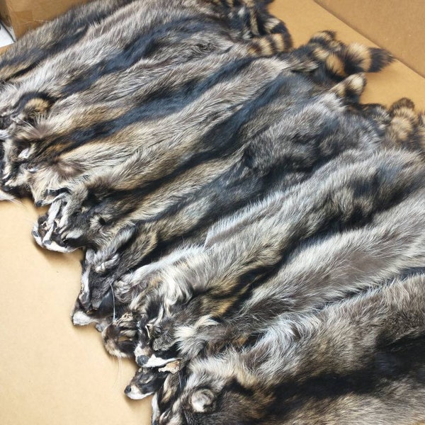 Professionally Soft tanned Large #1 Grade Iowa Raccoon/Coon hide/pelt