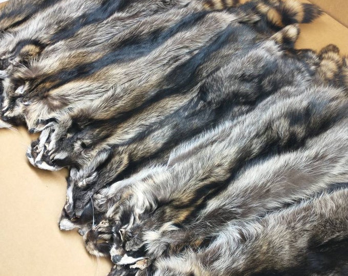 Professionally Soft Tanned 3XL Slt Damage Iowa Raccoon/coon Hide/rug
