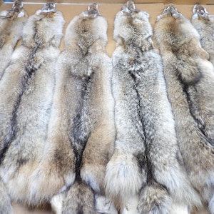 May include: A collection of eight coyote fur pelts, displayed in a row. The pelts are a light gray color with brown and black markings. The fur is soft and fluffy.