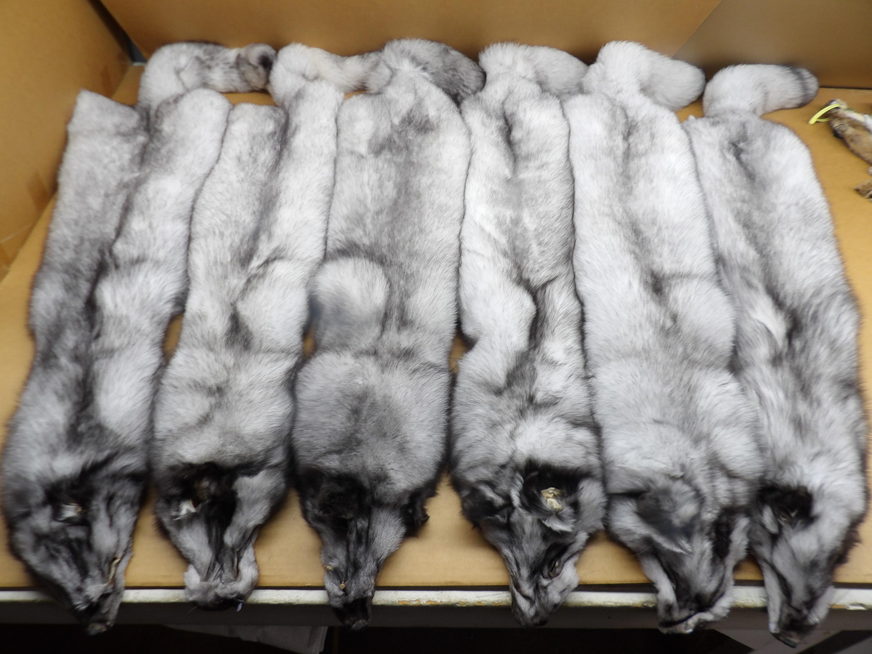 XXL Blue Fox Hide #1 Top Lot Grade, Professionally Tanned/pelt/nicely ...