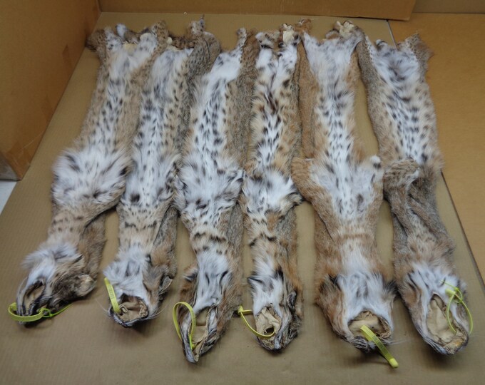 Bobcat Hide Professionally Tanned 1 Grade/lynx Cat/pelt/nice Spots Etsy